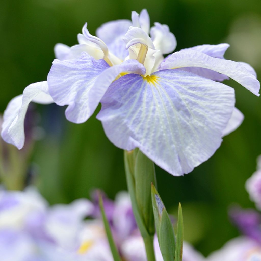 Iris ensata Dinner Plate Ice Cream - Iris giapponese