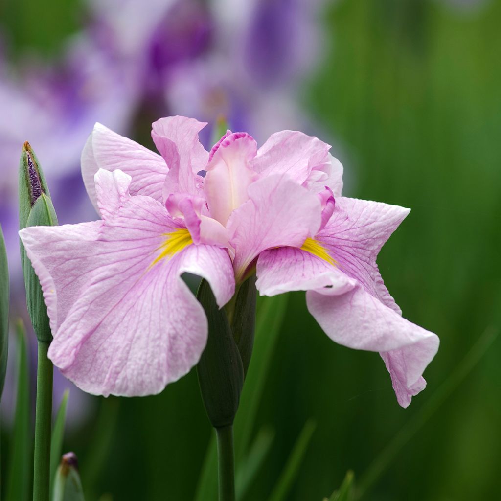 Iris ensata Dinner Plate Tub Tim Grob - Iris giapponese