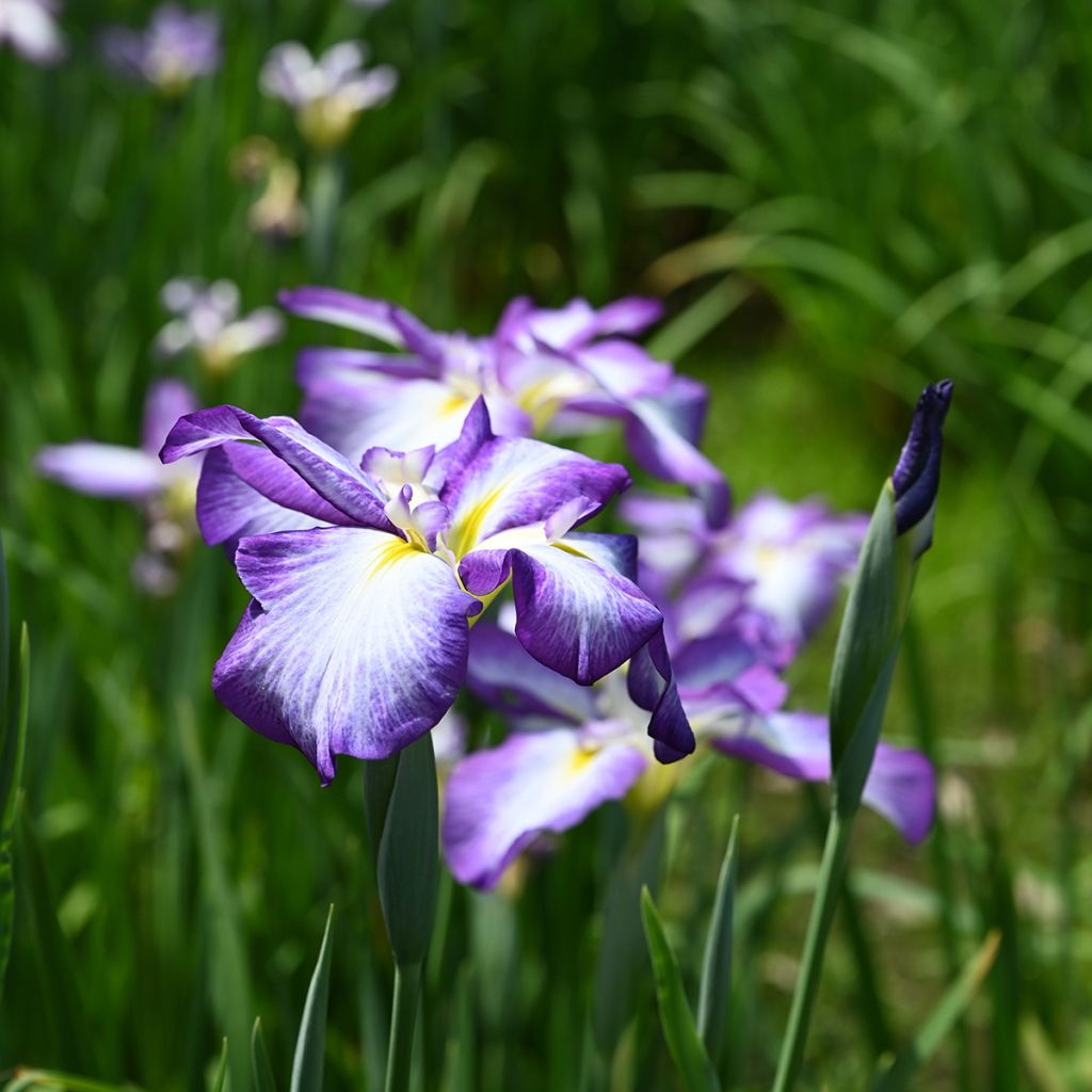 Iris ensata Gracieuse - Iris giapponese