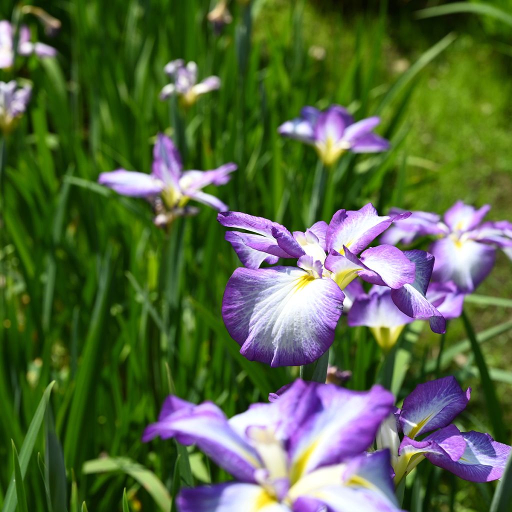 Iris ensata Gracieuse - Iris giapponese