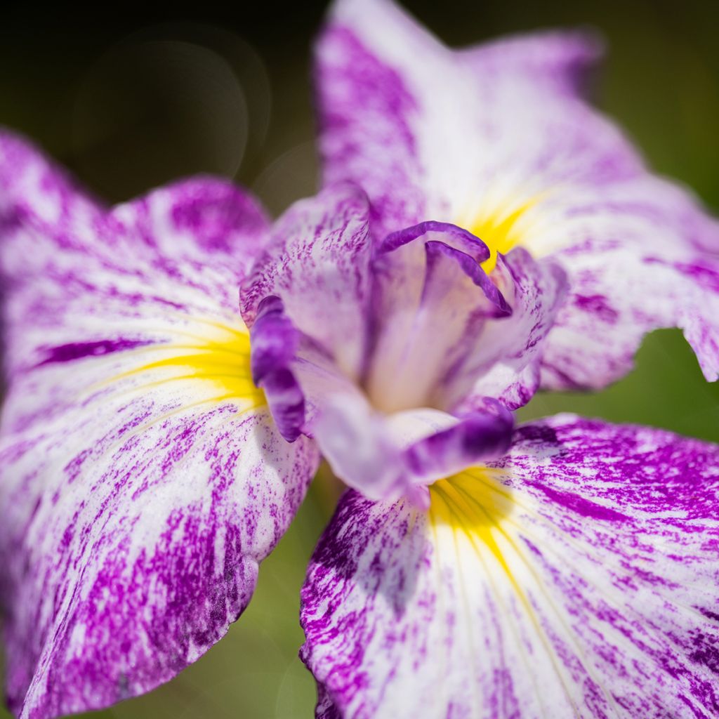 Iris ensata Harlequinesque - Iris giapponese