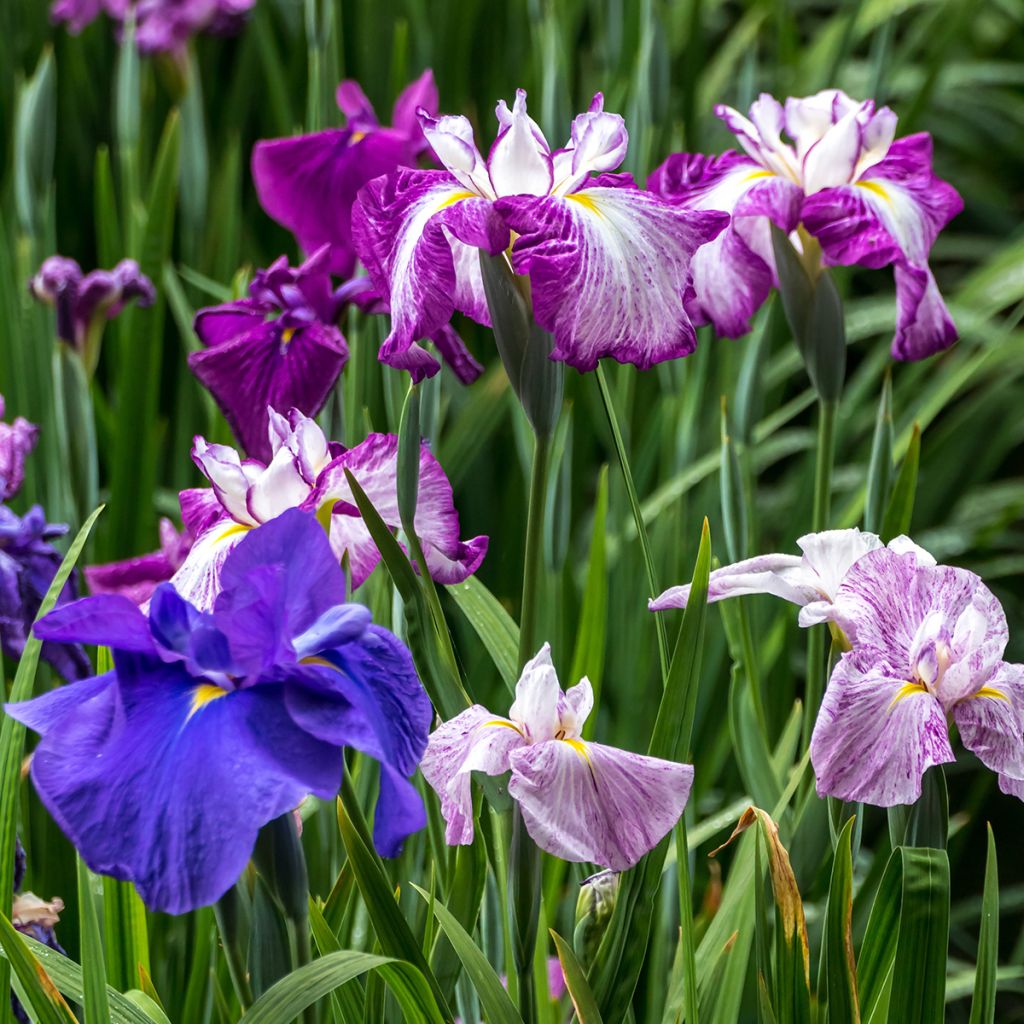 Iris ensata Harlequinesque - Iris giapponese