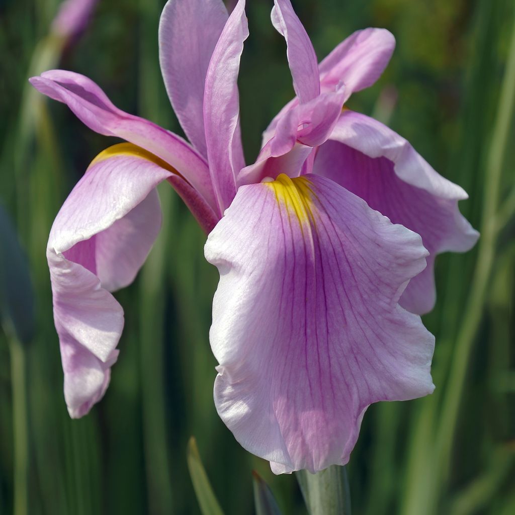 Iris ensata Rose Queen - Iris giapponese