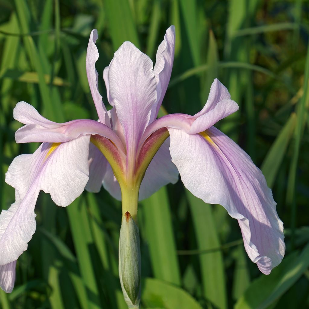 Iris ensata Rose Queen - Iris giapponese