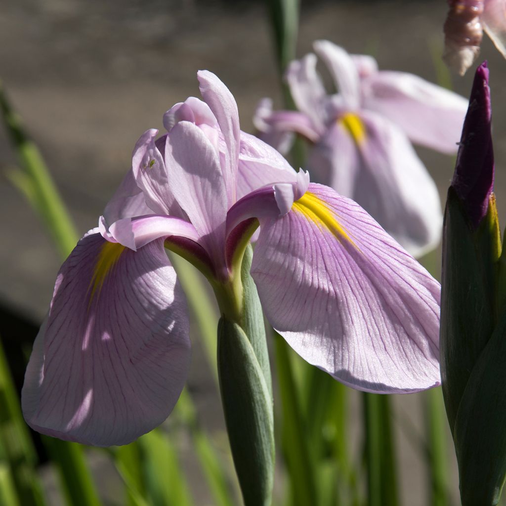 Iris ensata Rose Queen - Iris giapponese