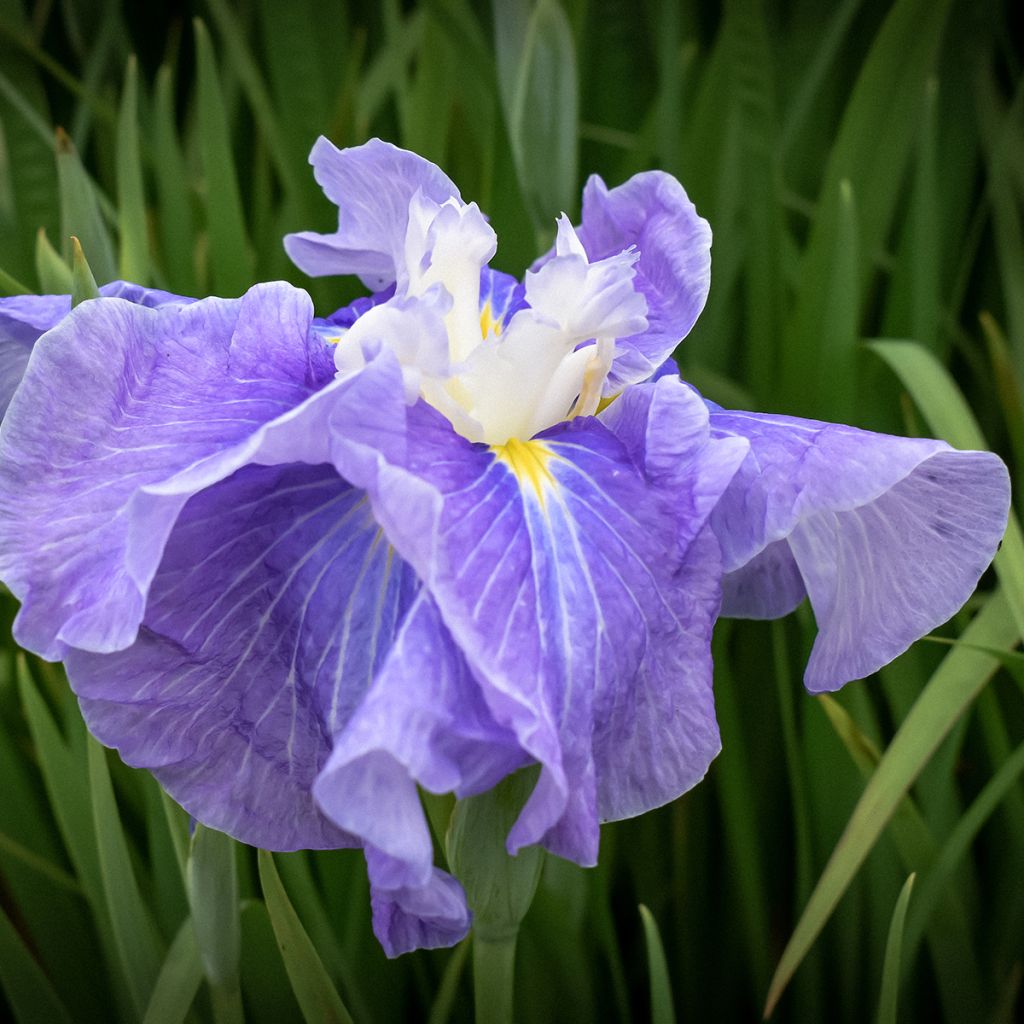 Iris ensata Sugar Dome - Iris giapponese