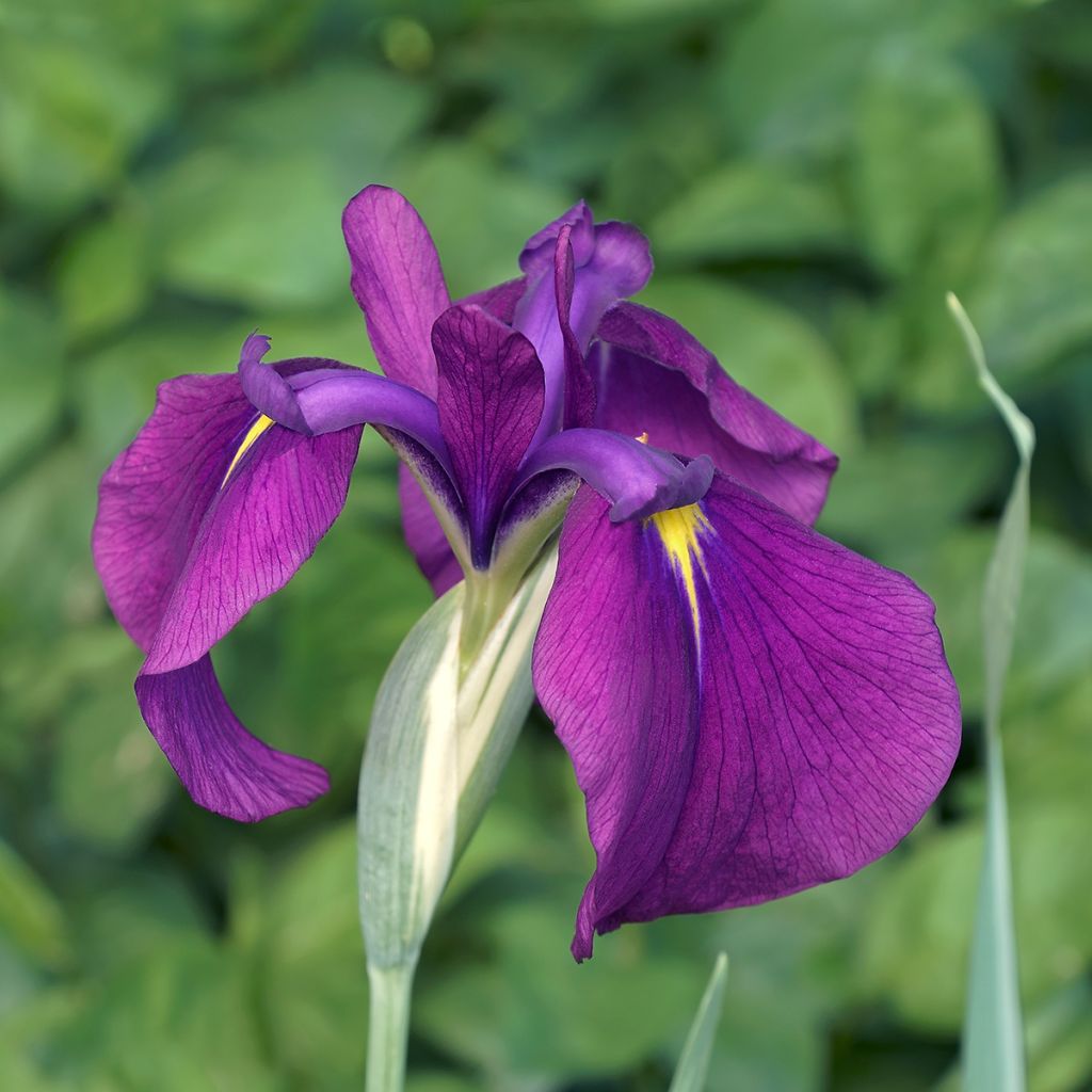 Iris ensata Variegata - Iris giapponese