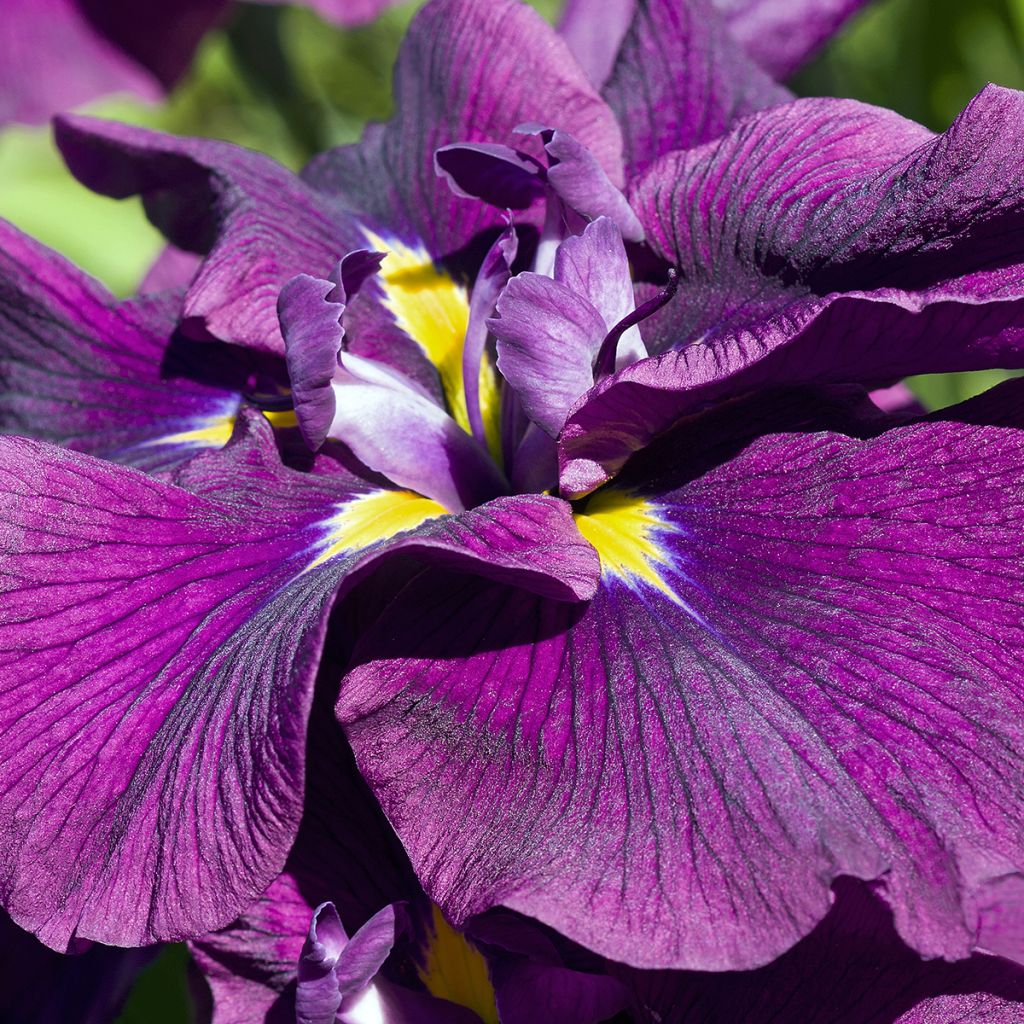 Iris ensata Variegata - Iris giapponese