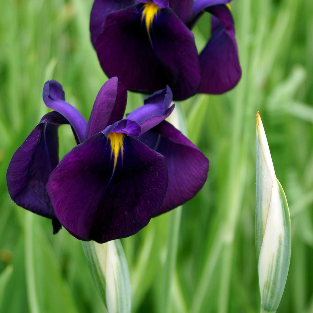 Iris ensata Variegata - Iris giapponese