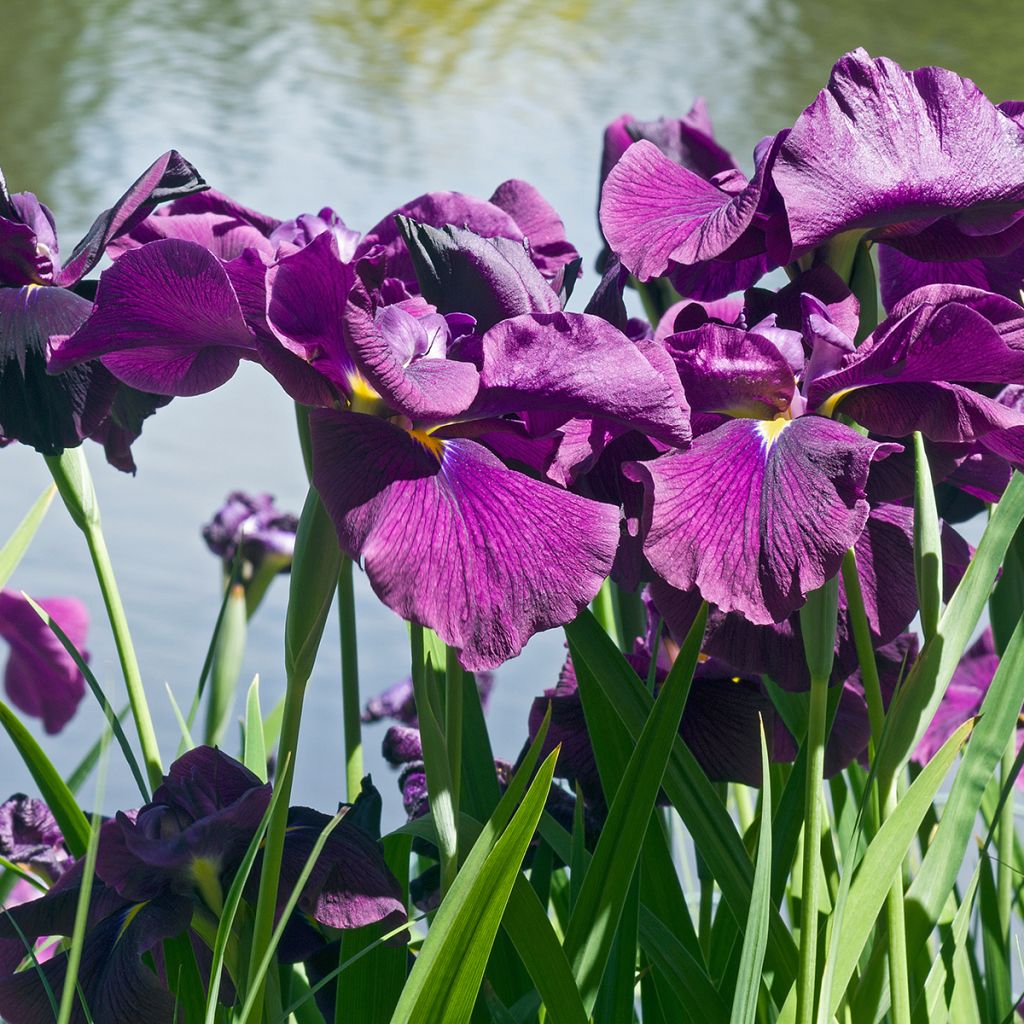 Iris ensata Variegata - Iris giapponese