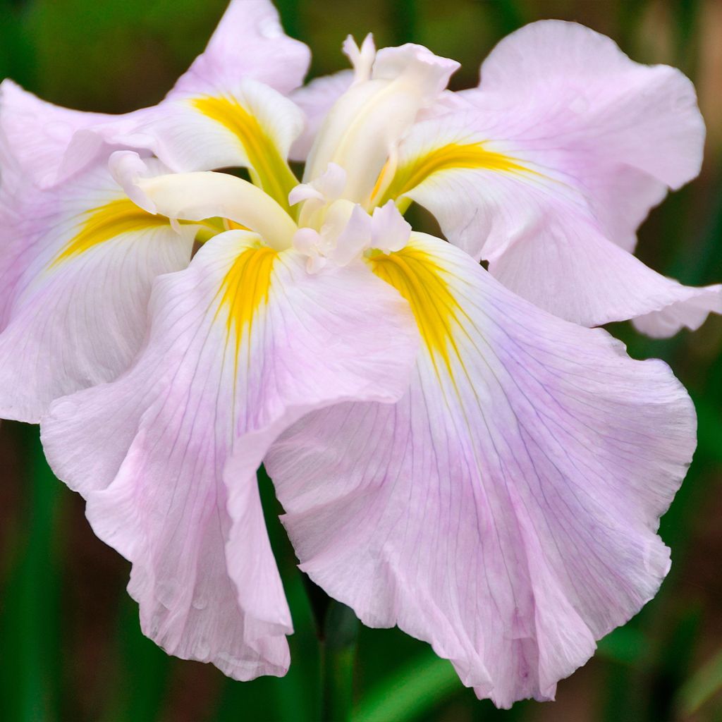 Iris du Japon - Iris ensata World s Delight