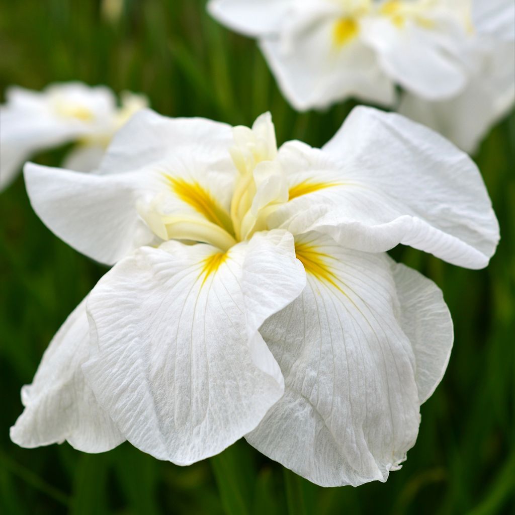 Iris ensata White Ladies - Iris giapponese