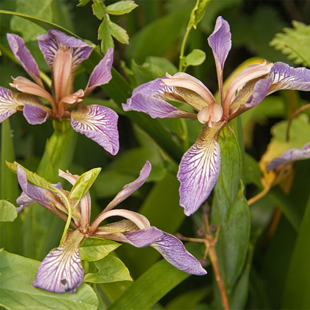 Iris foetidissima - Iris fétide