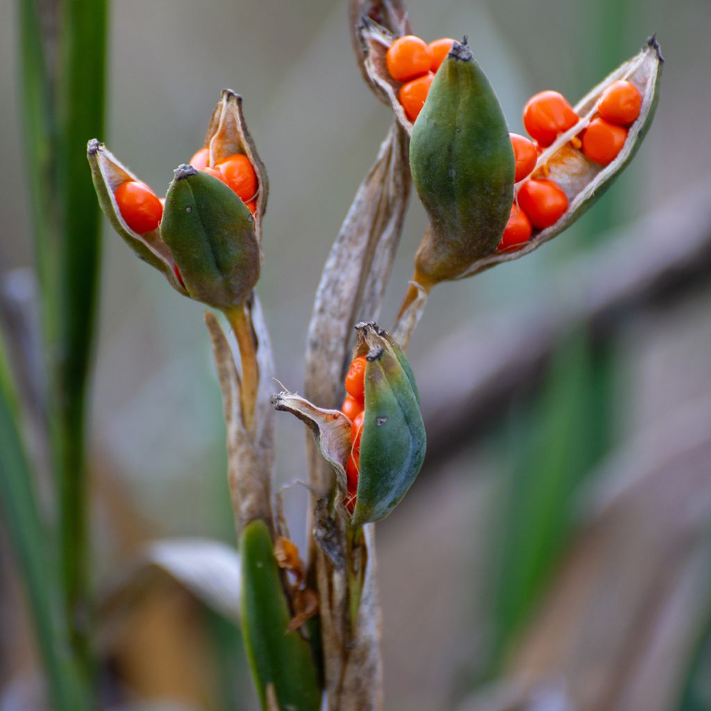 Iris foetidissima - Giaggiolo puzzolente