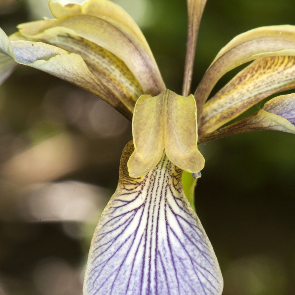 Iris foetidissima - Giaggiolo puzzolente