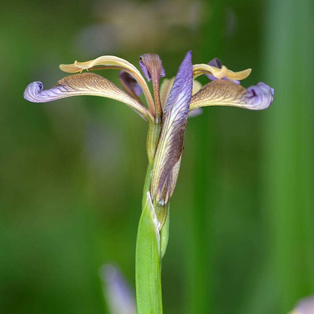 Iris foetidissima - Giaggiolo puzzolente