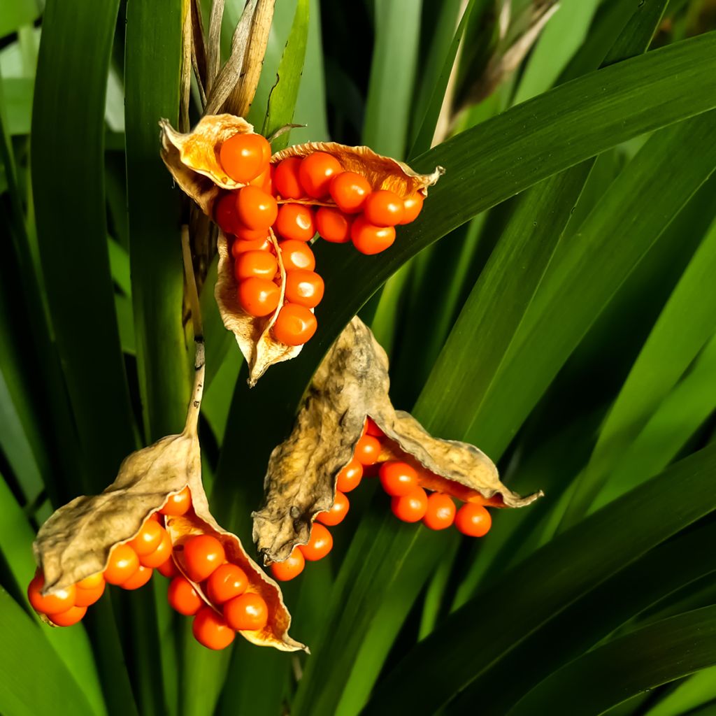 Iris foetidissima - Giaggiolo puzzolente