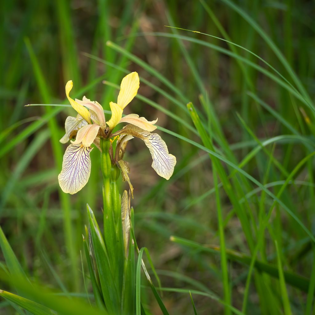 Iris foetidissima - Giaggiolo puzzolente