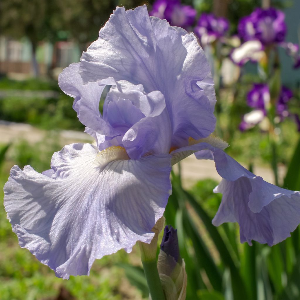 Iris germanica Babbling Brook - Iris des Jardins