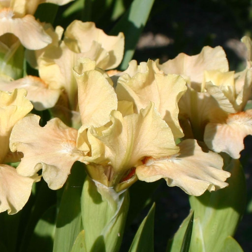 Iris germanica Ballet Lesson - Iris des Jardins Lilliput