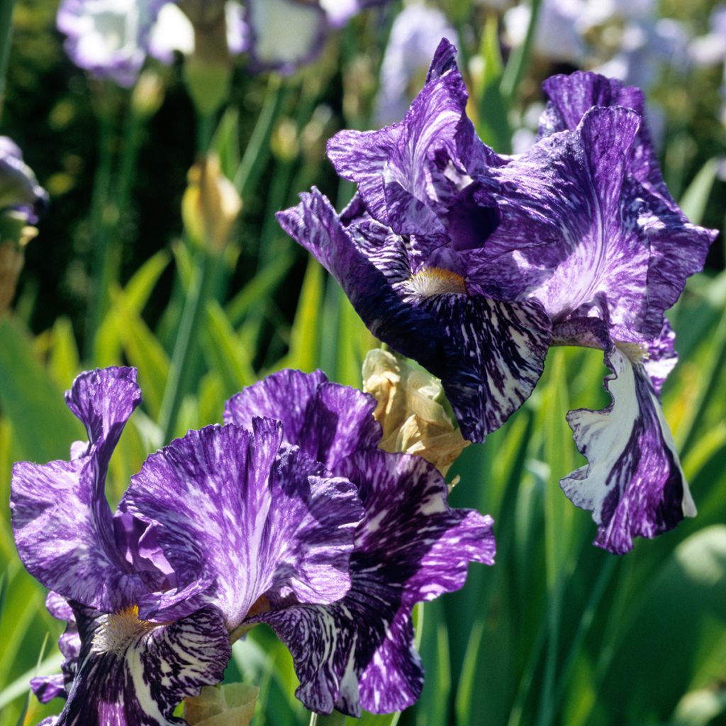 Iris germanica Batik - Giaggiolo paonazzo