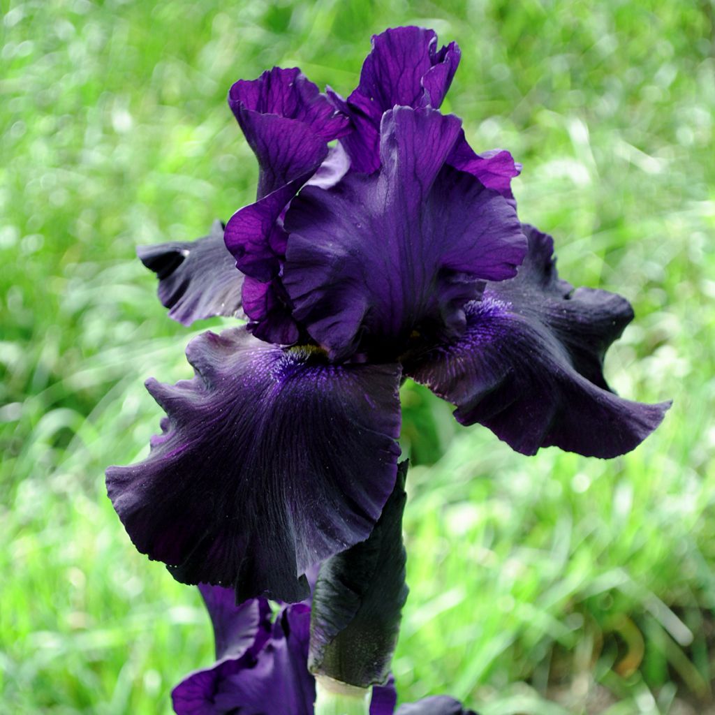 Iris germanica Black Suited - Giaggiolo paonazzo