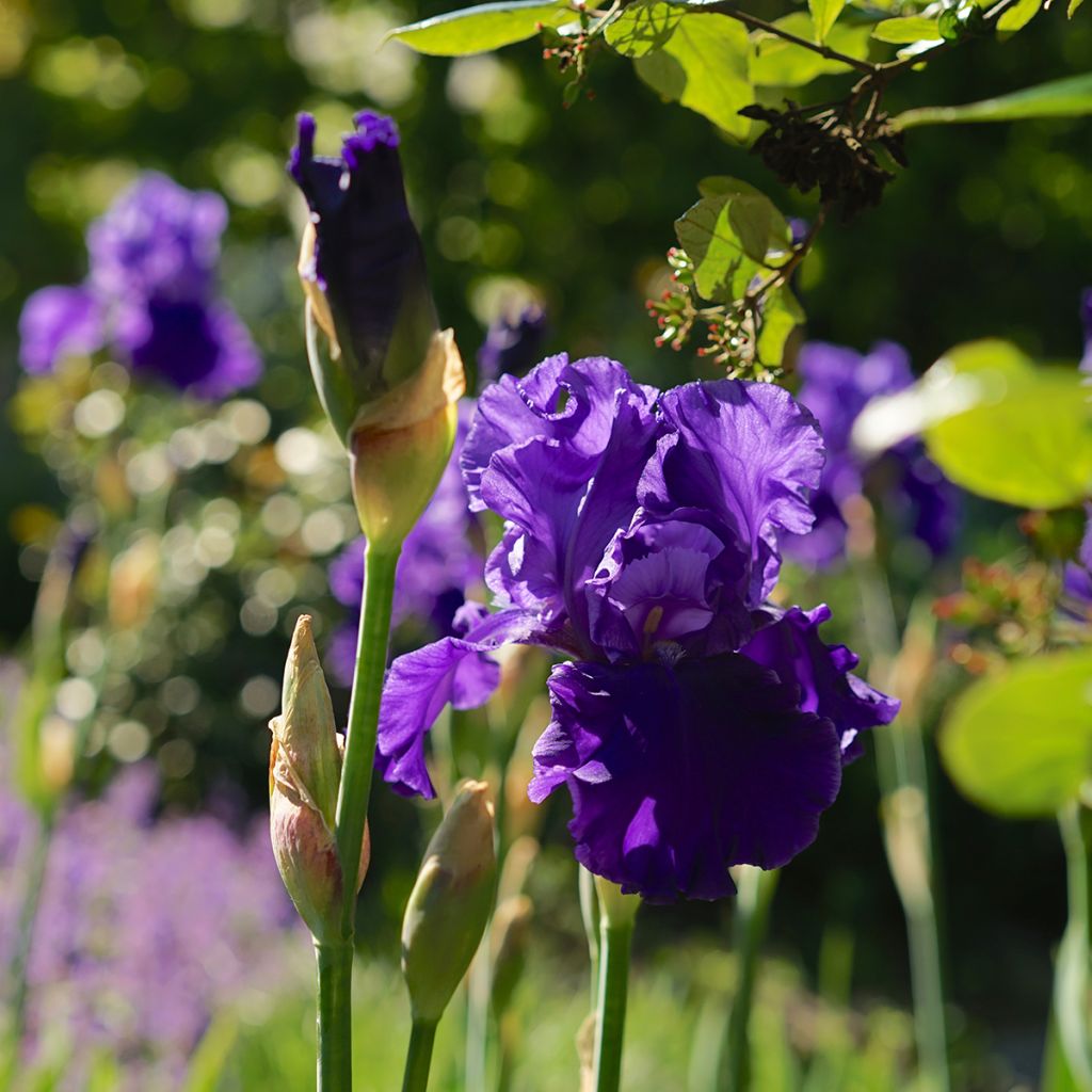 Iris germanica Blenheim Royal - Giaggiolo paonazzo