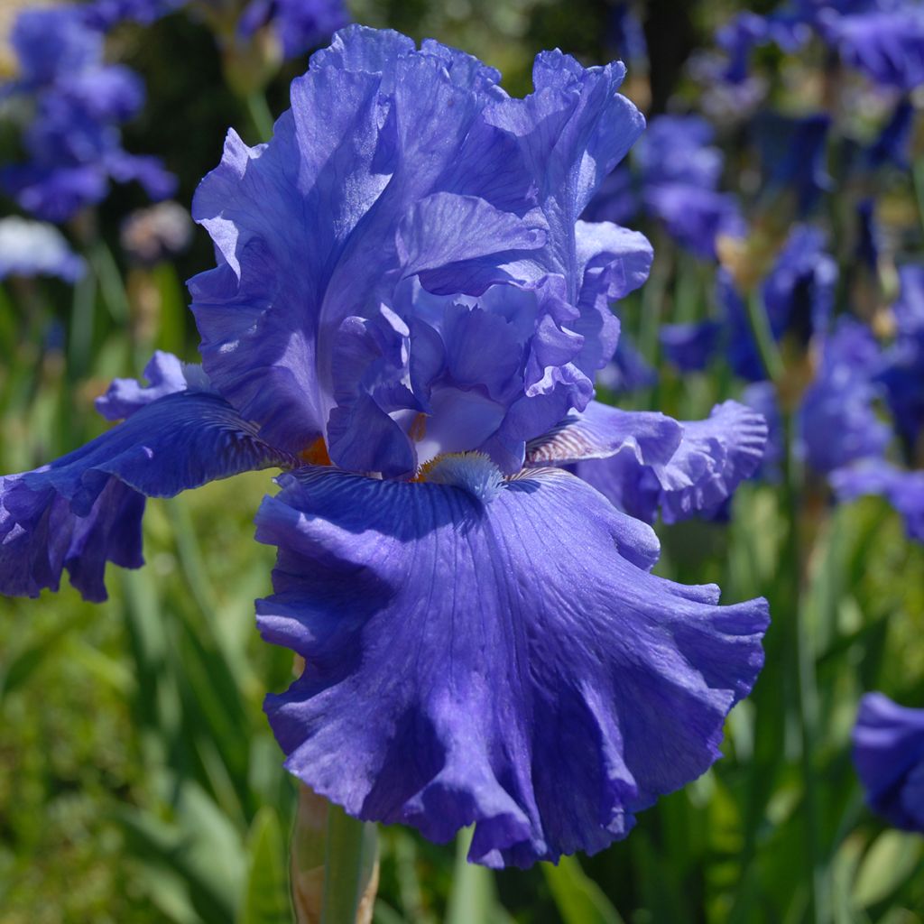 Iris germanica Blenheim Royal - Giaggiolo paonazzo