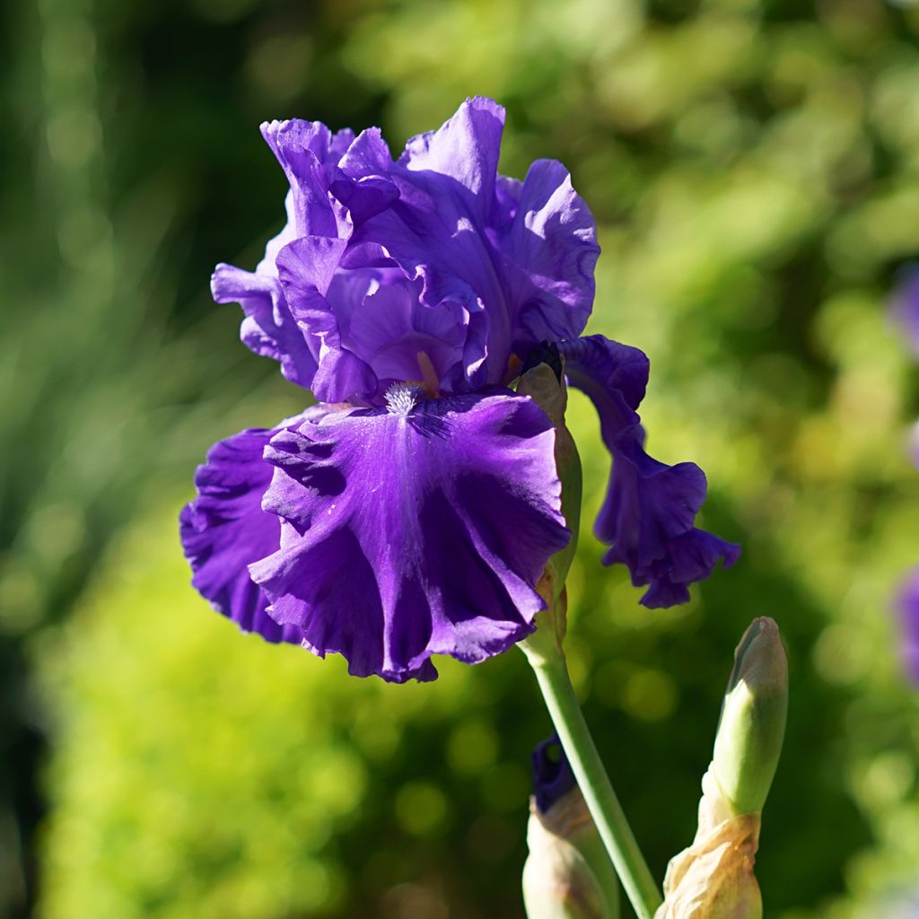 Iris germanica Blenheim Royal - Giaggiolo paonazzo