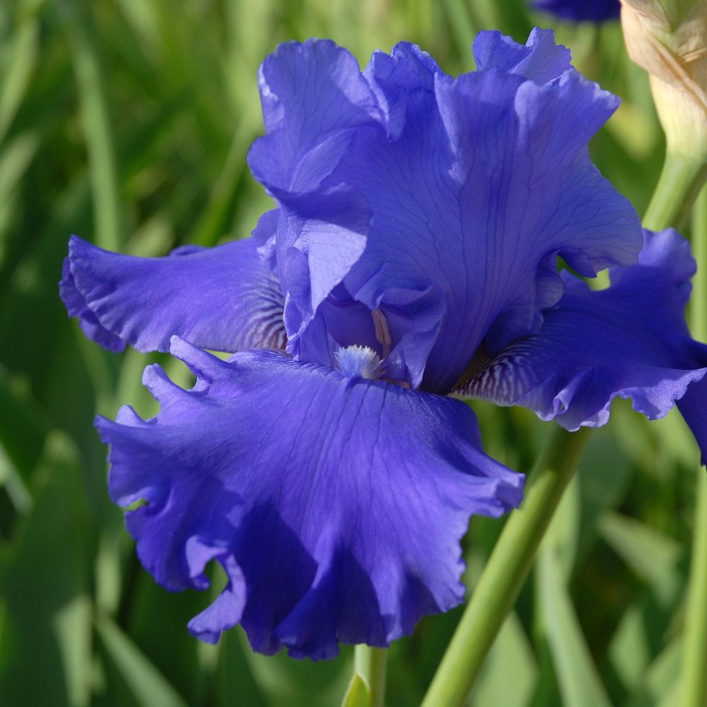 Iris germanica Blenheim Royal - Giaggiolo paonazzo