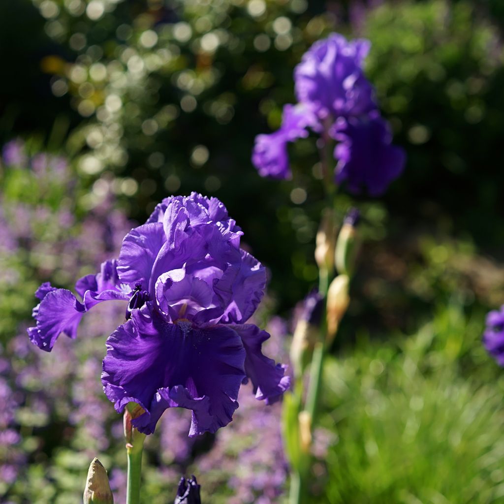 Iris germanica Blenheim Royal - Giaggiolo paonazzo