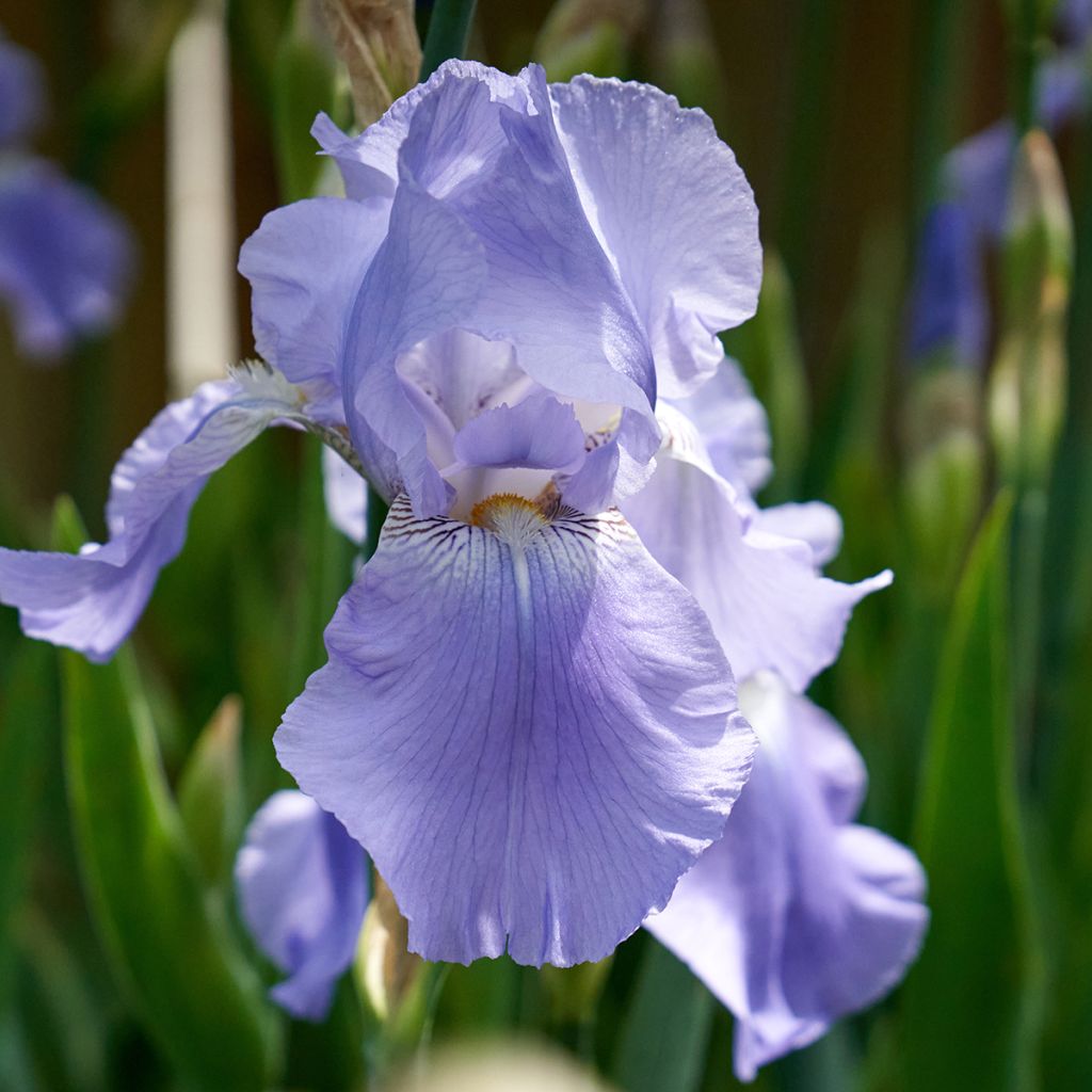 Iris germanica Blue Rhythm - Giaggiolo paonazzo