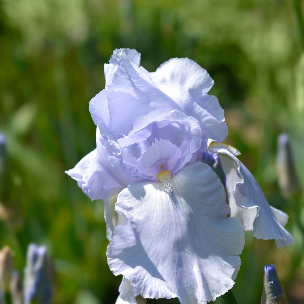 Iris germanica Blue Sapphire - Giaggiolo paonazzo