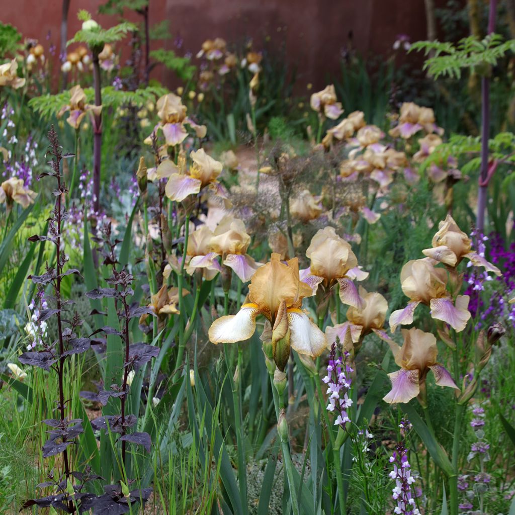 Iris germanica Burnt Toffee - Giaggiolo paonazzo