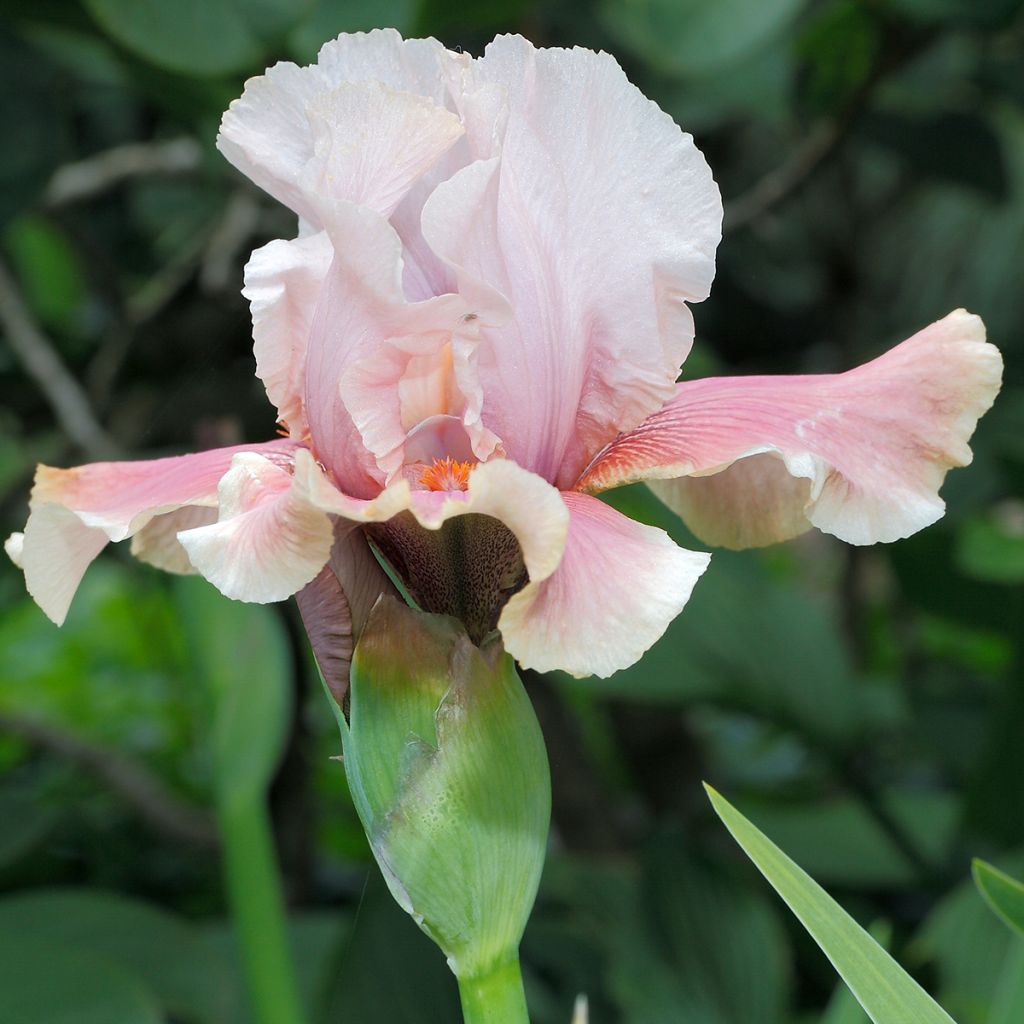 Iris germanica Cameo wine - Giaggiolo paonazzo