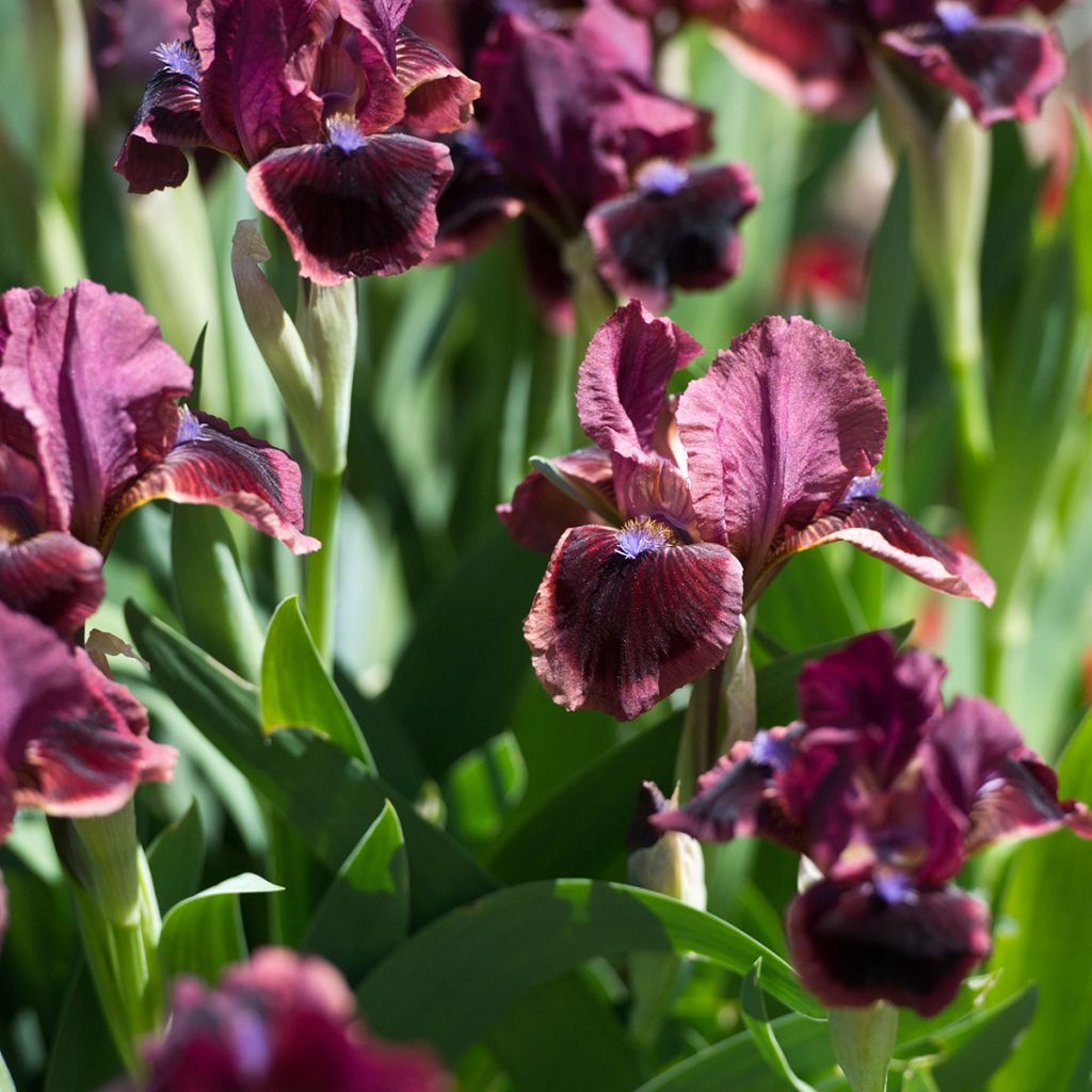 Iris germanica Cat's Eye - Giaggiolo paonazzo