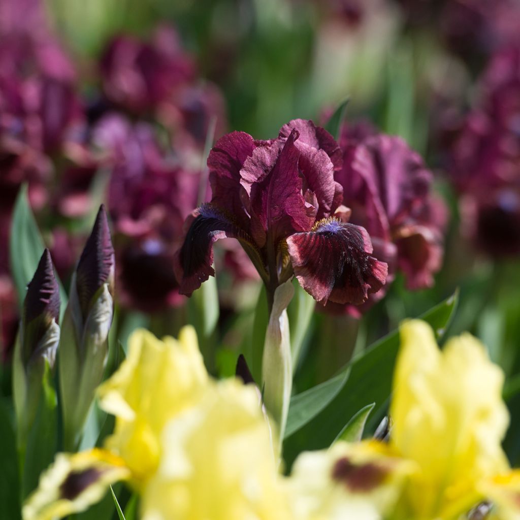 Iris germanica Cat's Eye - Giaggiolo paonazzo