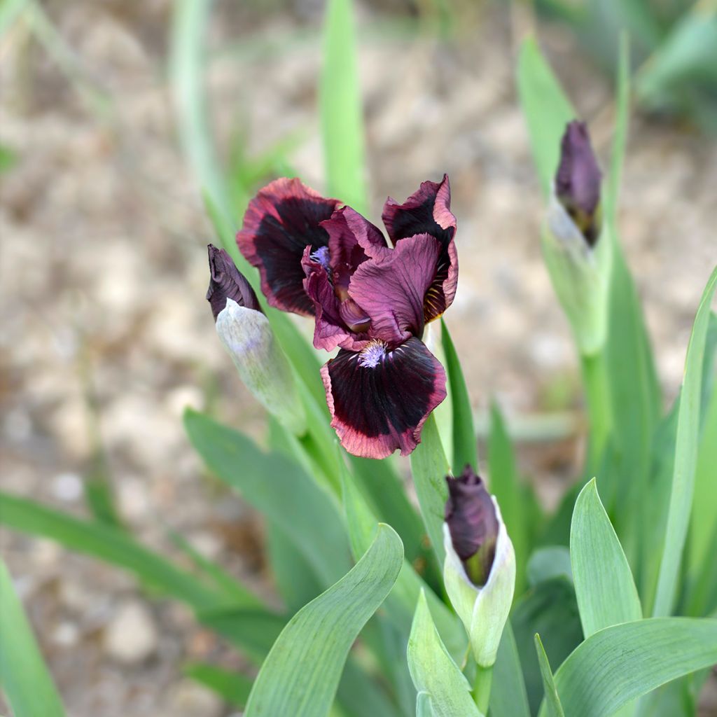 Iris germanica Cat's Eye - Giaggiolo paonazzo