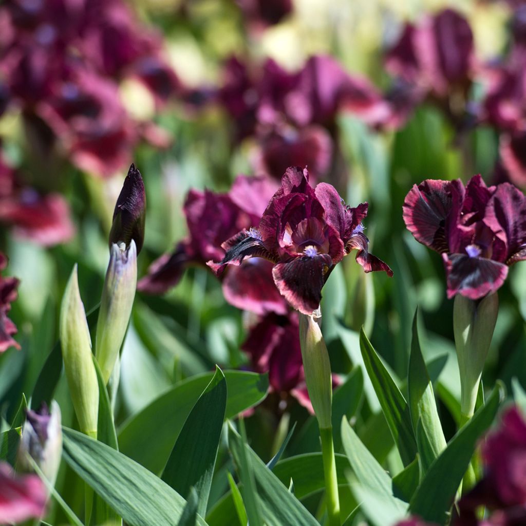 Iris germanica Cat's Eye - Giaggiolo paonazzo