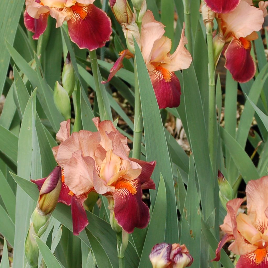 Iris germanica Cimarron Strip - Iris des Jardins