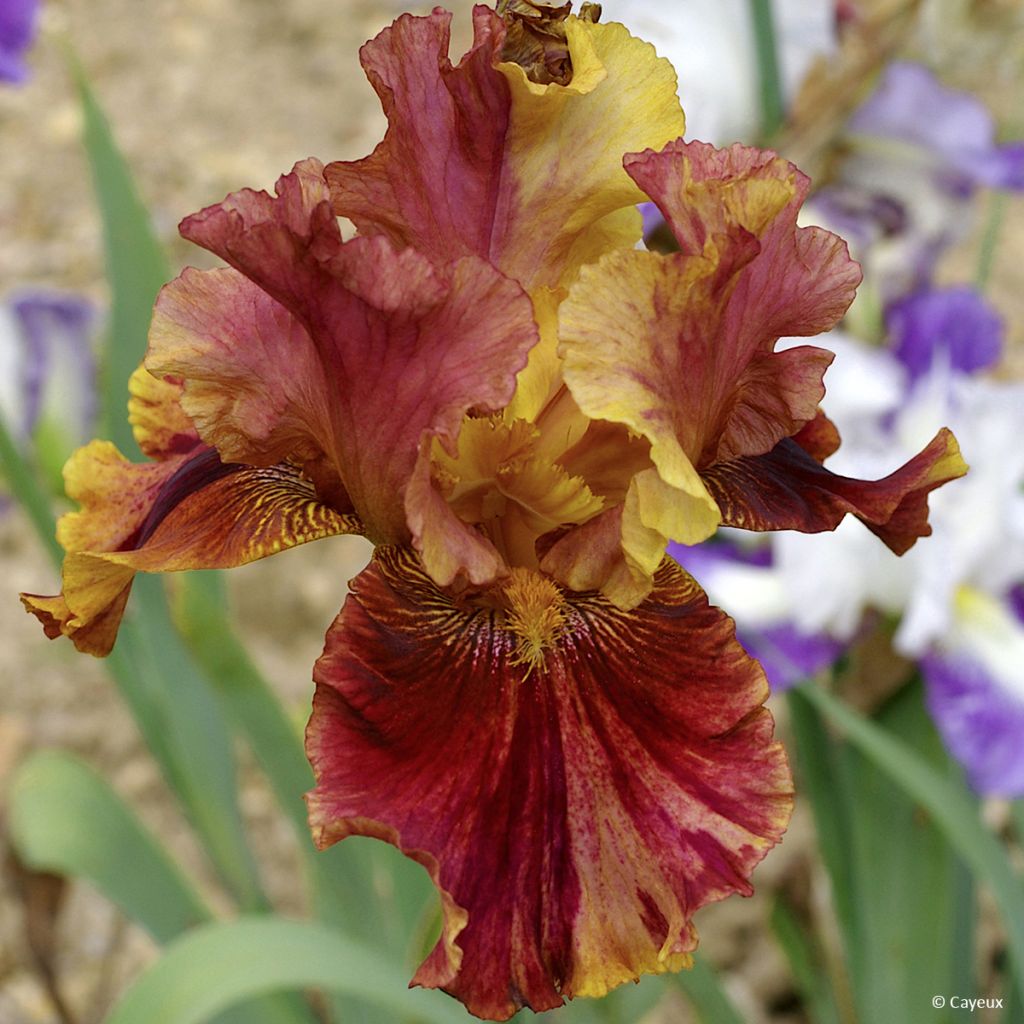 Iris germanica Crimson Tiger - Giaggiolo paonazzo