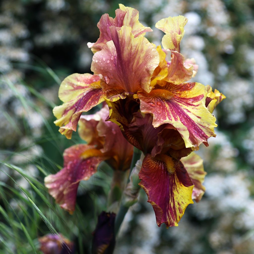 Iris germanica Crimson Tiger - Giaggiolo paonazzo