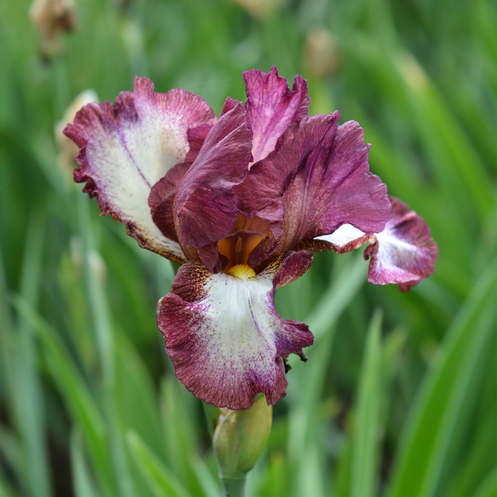 Iris germanica Crinoline - Iris des Jardins