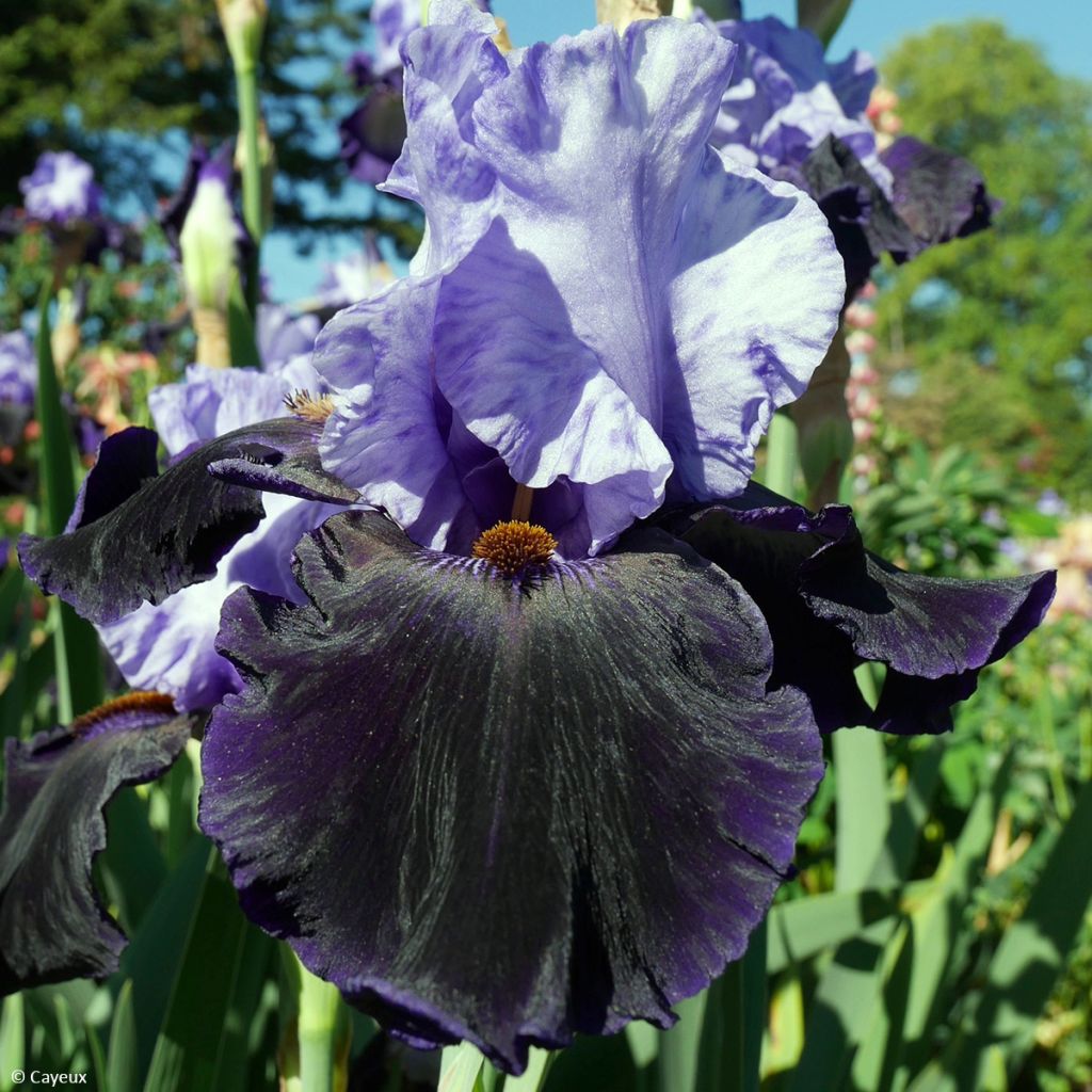 Iris germanica Dangerous Mood - Giaggiolo paonazzo