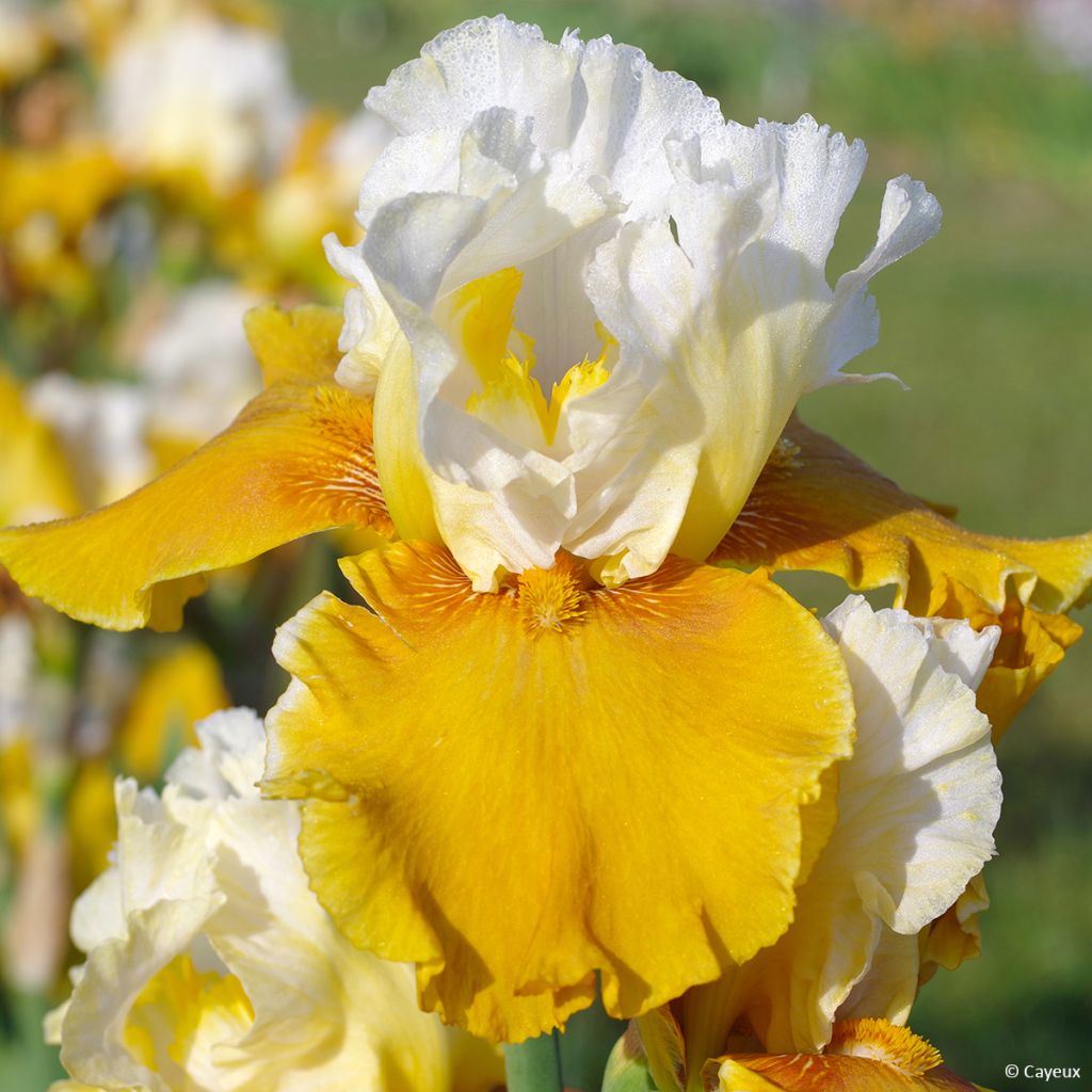 Iris germanica Delicieux Caramel - Giaggiolo paonazzo