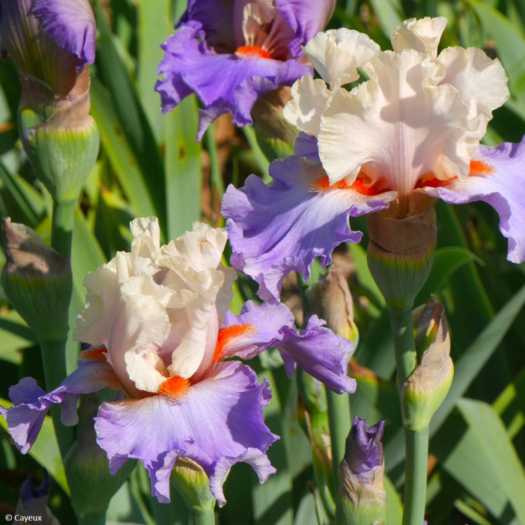 Iris germanica Dernier Cri - Giaggiolo paonazzo