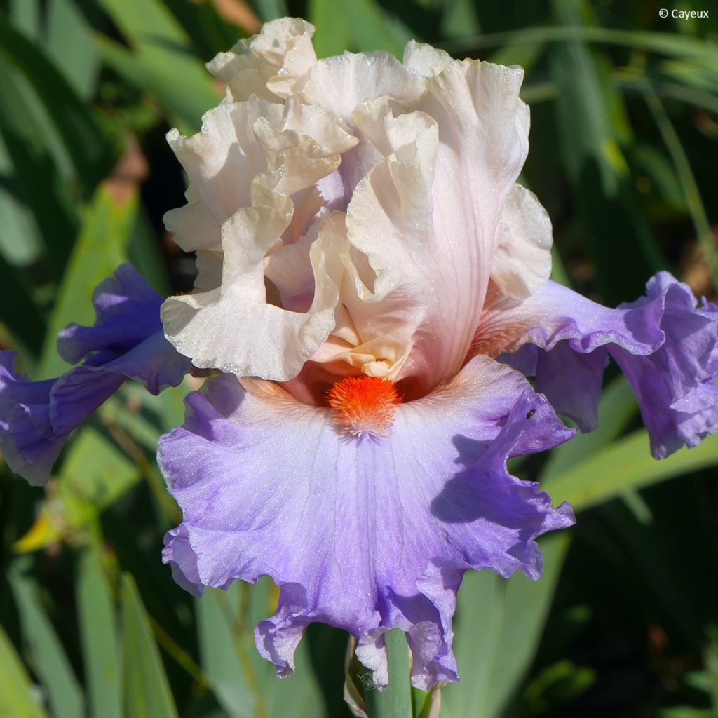 Iris germanica Dernier Cri - Giaggiolo paonazzo