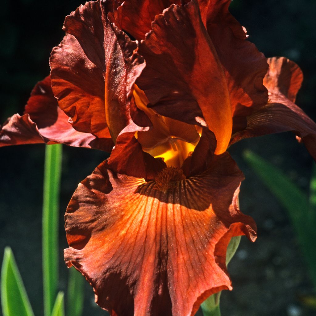 Iris germanica Dutch Chocolate - Giaggiolo paonazzo