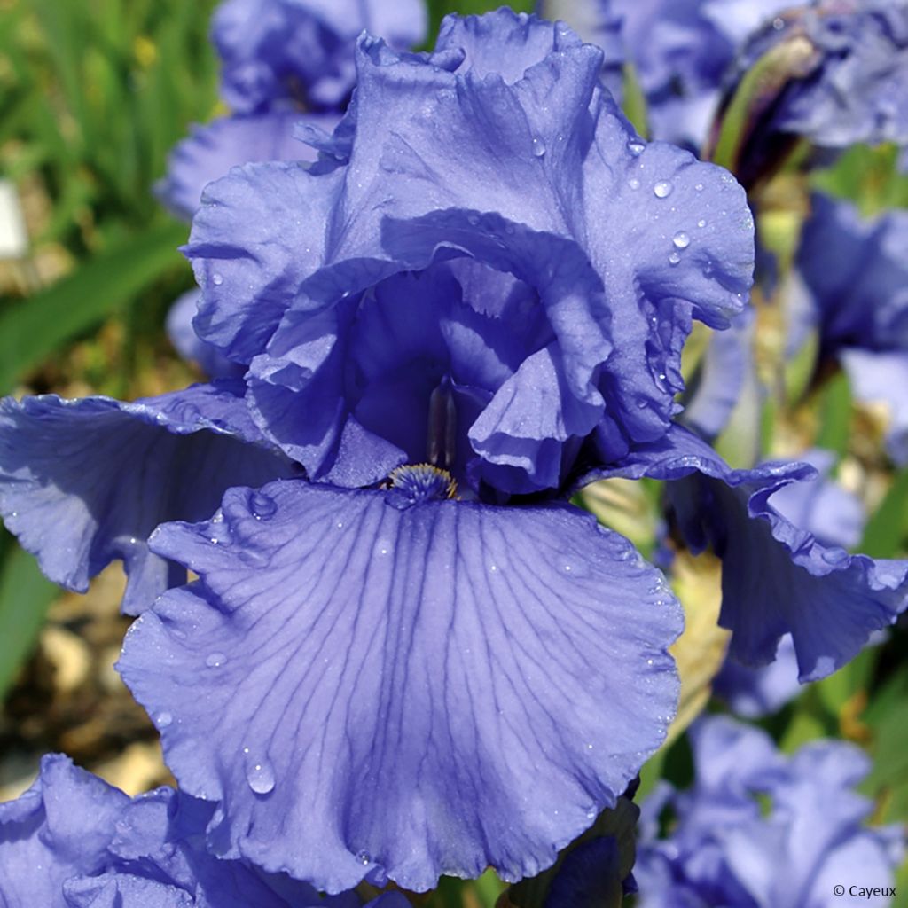 Iris germanica Friendly Seas - Giaggiolo paonazzo