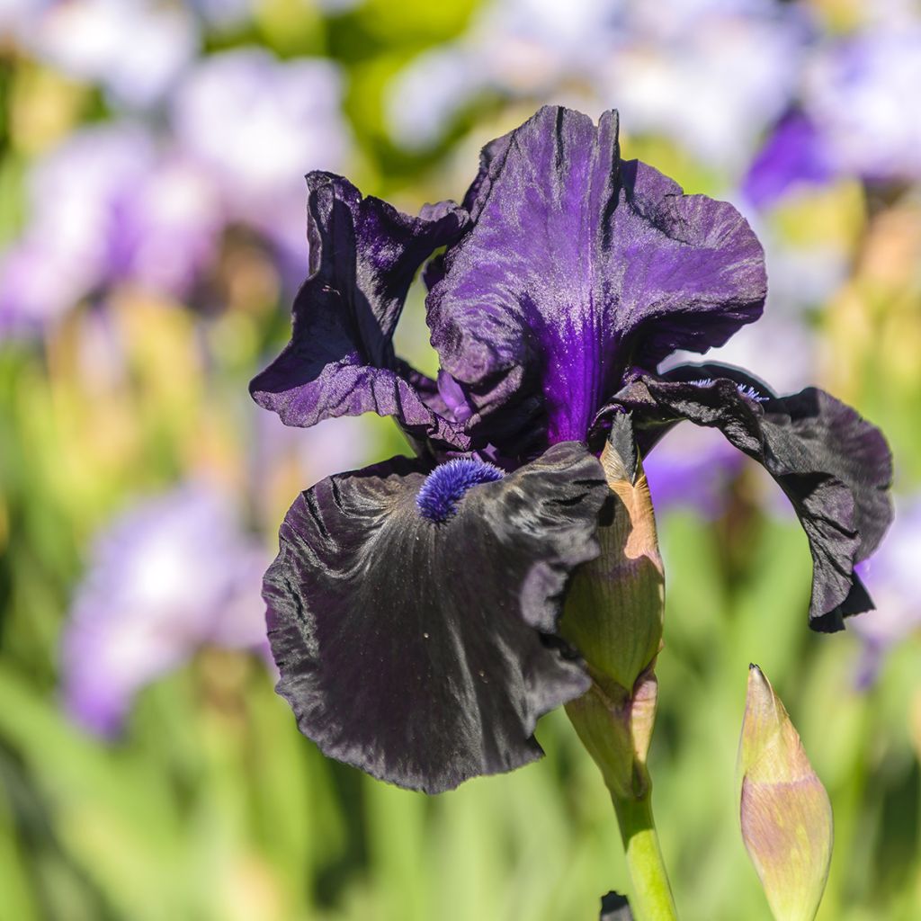 Iris germanica Ghost Train - Giaggiolo paonazzo